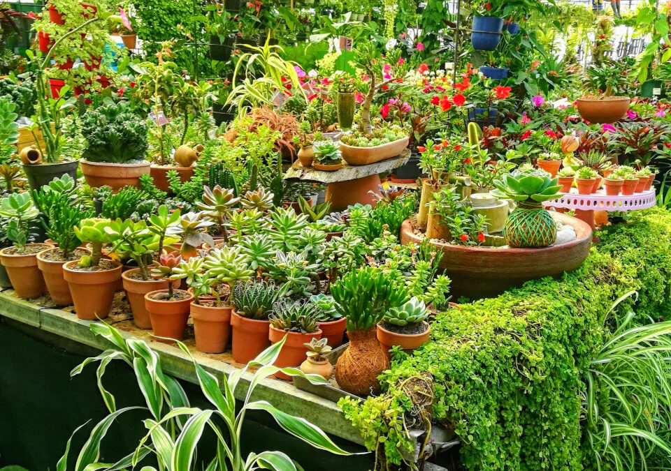 The Greener Gardener: Best Gardening Tips And Ideas